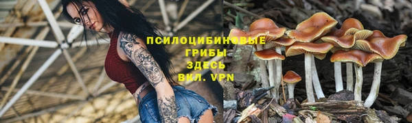 прущие грибы Алексеевка